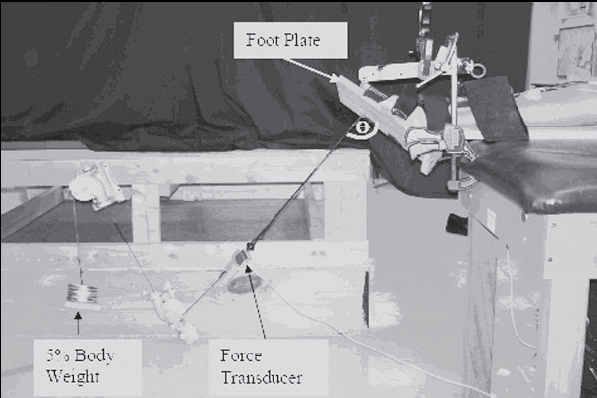 Figure 1. Sagittal Plane View of Pulley System to Fatigue the Tibialis Anterior Muscle